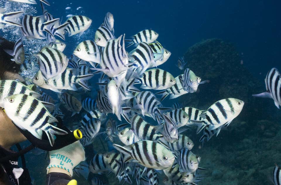 foto,tela,gratis,paisaje,fotografa,idea,Roch sen Chromis notatus, Arrecife de coral, Peces tropicales, Departamento de Chromis notatus, Okinawa