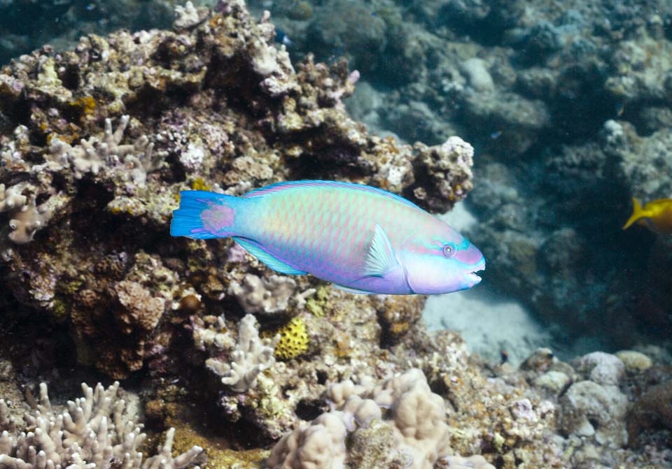 fotografia, materiale, libero il panorama, dipinga, fotografia di scorta,Il pesce che la fluorescenza  imporporare, Bella, Sebass guarda, Bellfamily, pesce