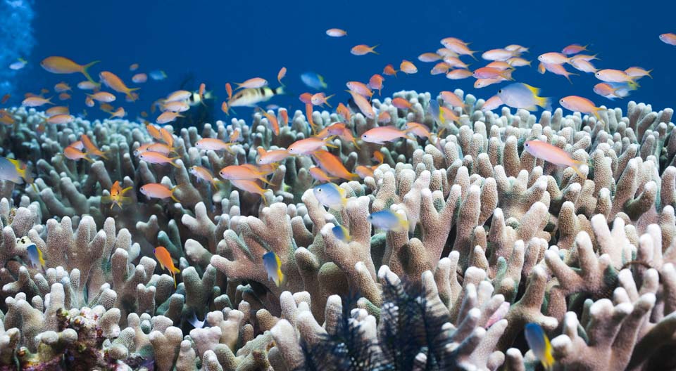 photo,material,free,landscape,picture,stock photo,Creative Commons,Goldfish Hana Dai, coral reef, Tropical fish, HanDai, 