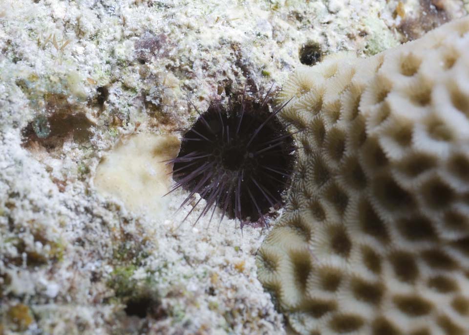 Foto, materieel, vrij, landschap, schilderstuk, bevoorraden foto,De splinter splinter hetgeen wordt naar het koraal gedekken, Koraal, , Taster, Splinter