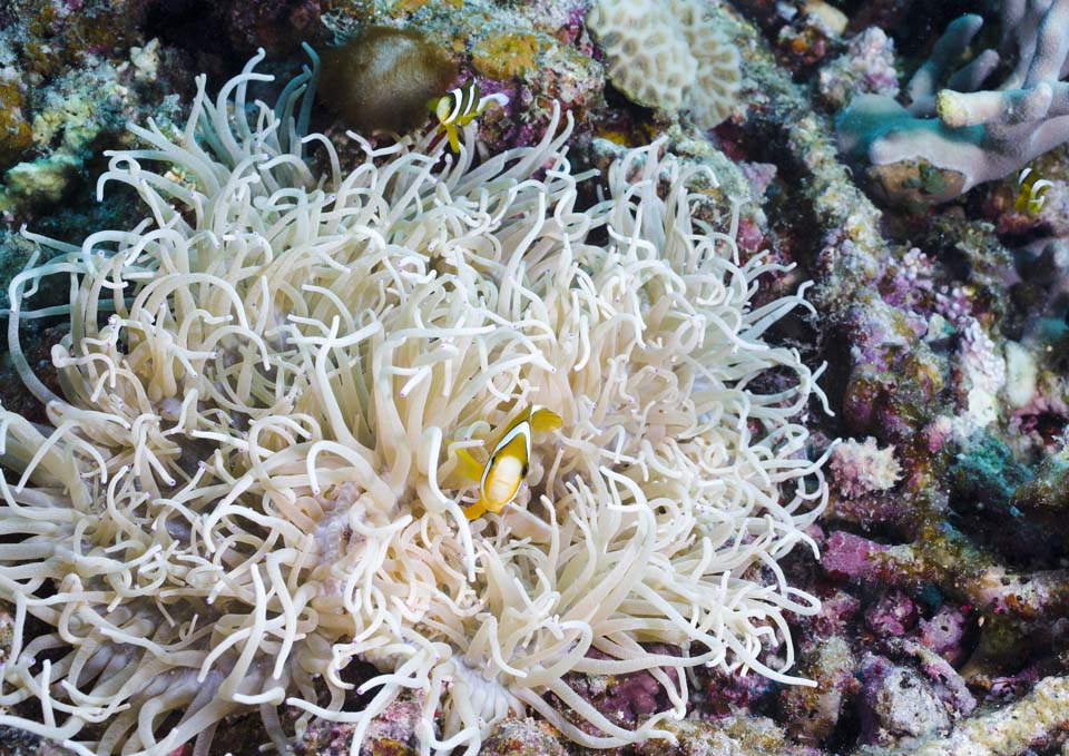 fotografia, materiale, libero il panorama, dipinga, fotografia di scorta,Un pesce di anemone, scogliera di corallo, Pesce tropicale, , pesce di anemone