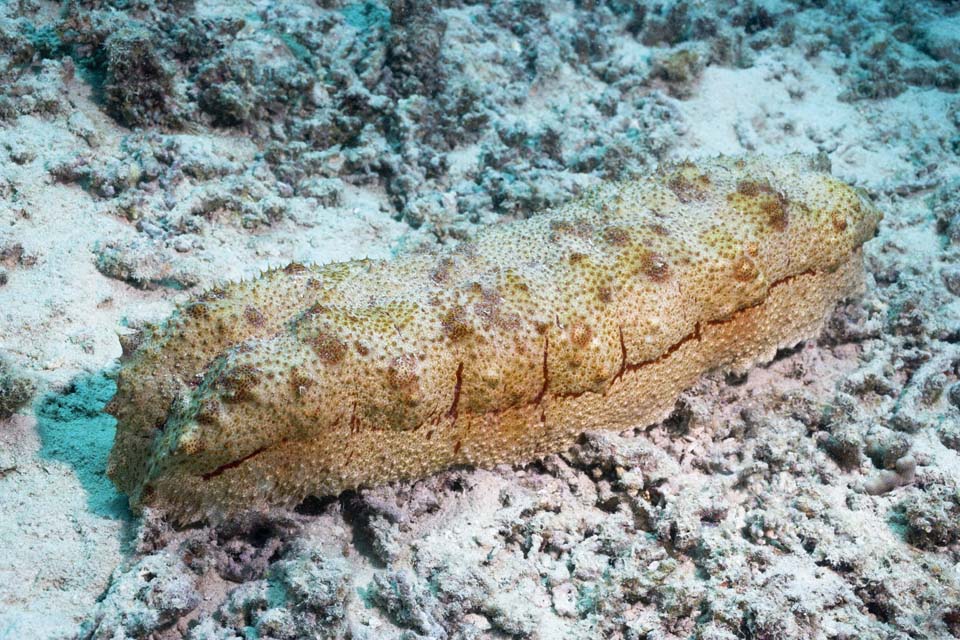 fotografia, materiale, libero il panorama, dipinga, fotografia di scorta,Un cetriolo marittimo, scogliera di corallo, secucumber, Ishigaki-jimIsland, 