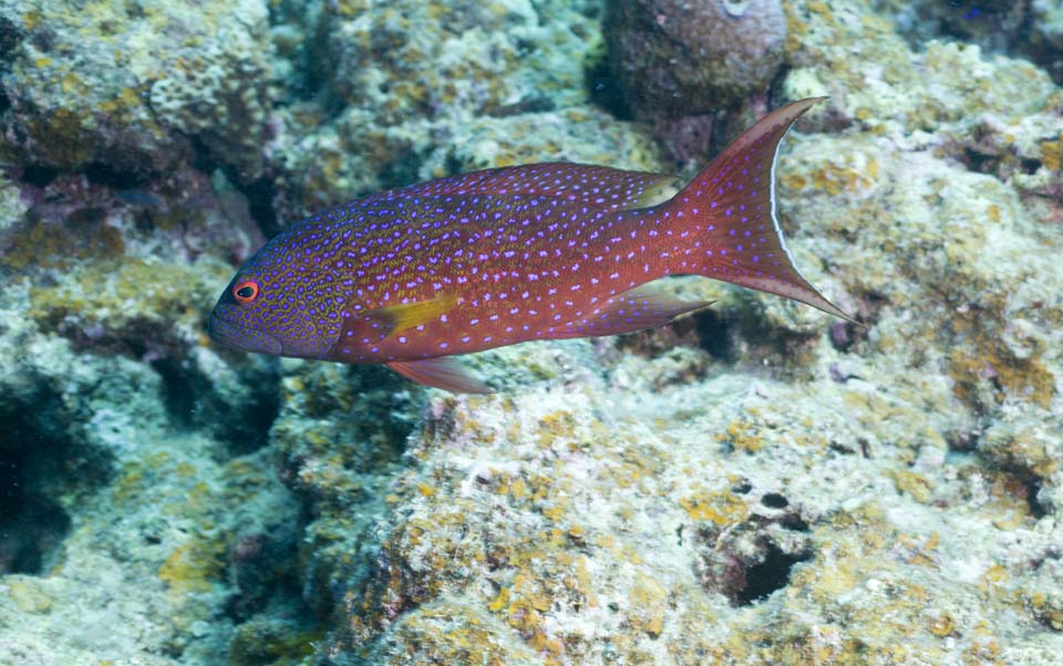 Foto, materieel, vrij, landschap, schilderstuk, bevoorraden foto,Vis, Korale klip, Tropische vis, Ishigaki-jimisland, Klassikaler