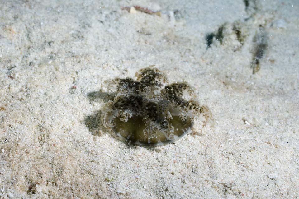 Foto, materieel, vrij, landschap, schilderstuk, bevoorraden foto,Een omgekeerd jellyfish, Kwal, , , 