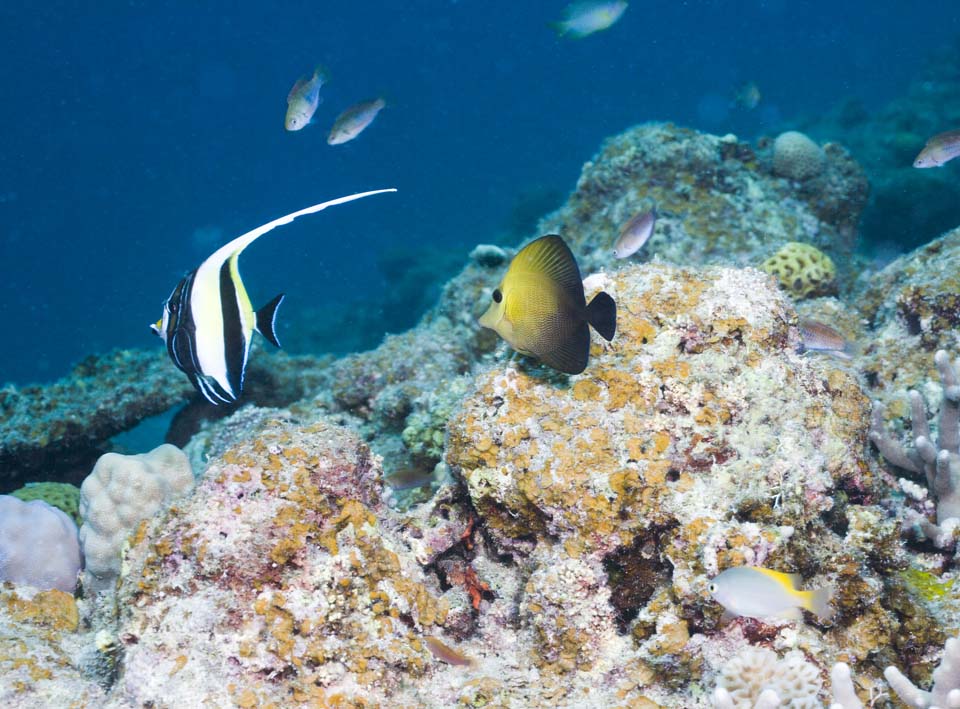 fotografia, materiale, libero il panorama, dipinga, fotografia di scorta,Ti di Tsunoda, Corallo, Tsunodti, Pesce tropicale, ||