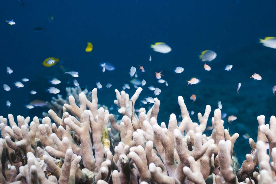 fotografia, materiale, libero il panorama, dipinga, fotografia di scorta,Il piccolo pesce che si imbranca a corallo, scogliera di corallo, Pesce tropicale, , 