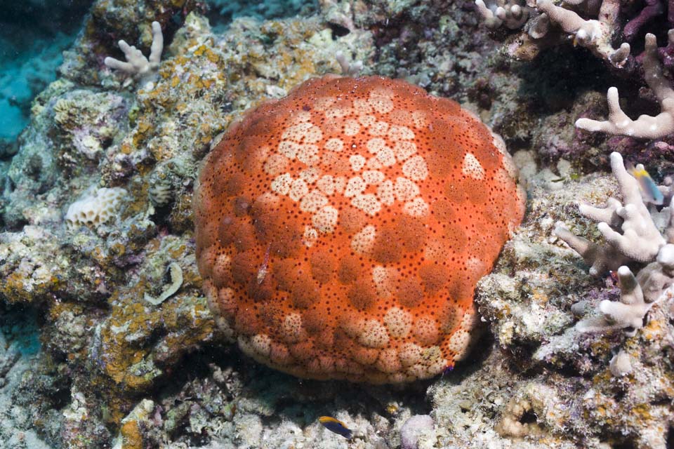 fotografia, materiale, libero il panorama, dipinga, fotografia di scorta,Una stella di mare di cuscino, scogliera di corallo, Con persona, stella di mare, 