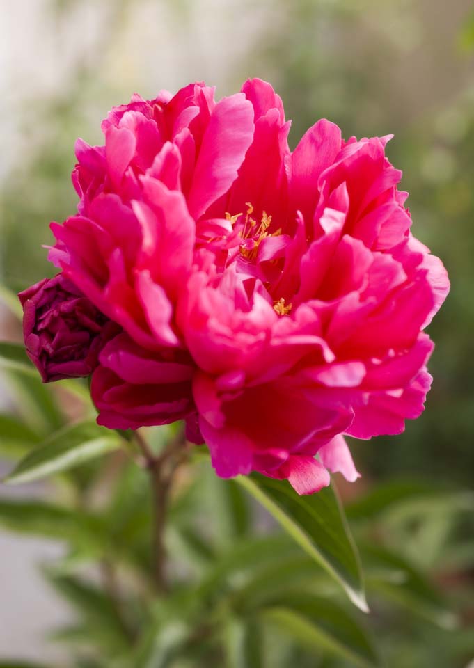 photo,material,free,landscape,picture,stock photo,Creative Commons,Spring of a peony, , peony, , petal