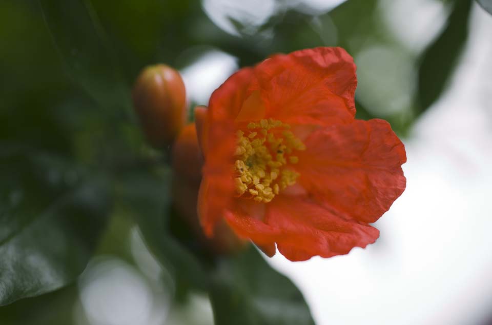 fotografia, material, livra, ajardine, imagine, proveja fotografia,Uma flor de Zakuro, , rom, , 