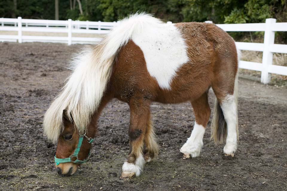 Foto, materieel, vrij, landschap, schilderstuk, bevoorraden foto,De mistroostigheid van een pony, , Pony, Colt, Foal