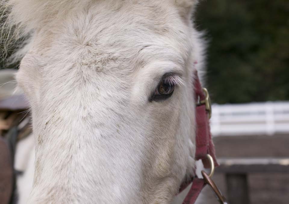 photo,material,free,landscape,picture,stock photo,Creative Commons,Quiet eyes, , pony, colt, foal