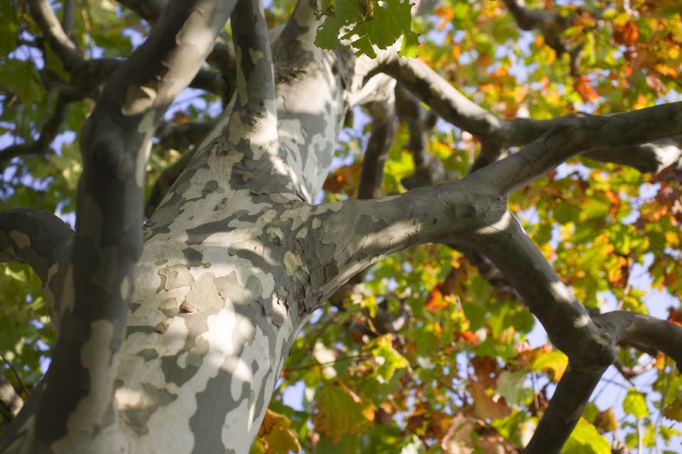 Foto, materiell, befreit, Landschaft, Bild, hat Foto auf Lager,Der Herbst, als ein Flugzeugbaum rot und gelb wird, ebnen Sie Baum ein, Die Rinde, Design, Frbte Bltter