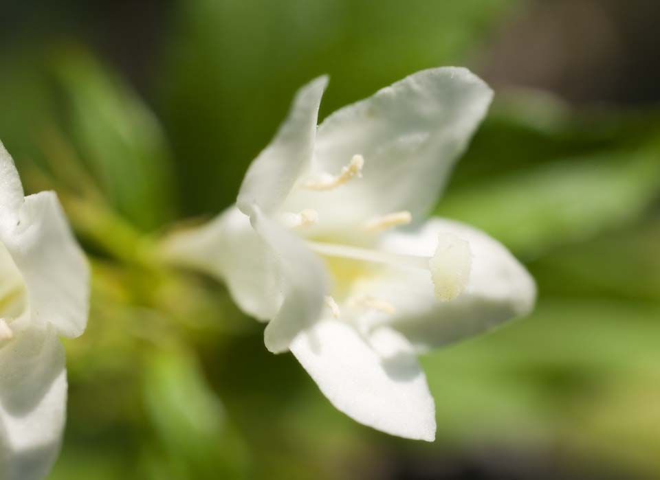 Foto, materieel, vrij, landschap, schilderstuk, bevoorraden foto,Een witte bloem, Blanke, Kroonblad, Stamper, 