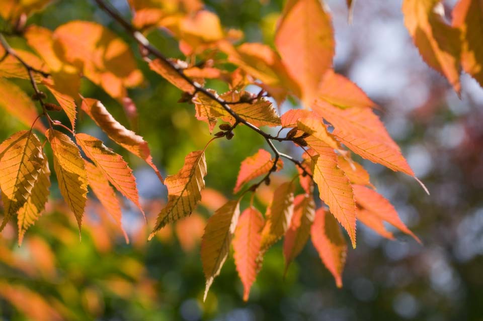 Foto, materieel, vrij, landschap, schilderstuk, bevoorraden foto,Herfst van een zelkova, ???, Zelkova, , Kleurig verloven