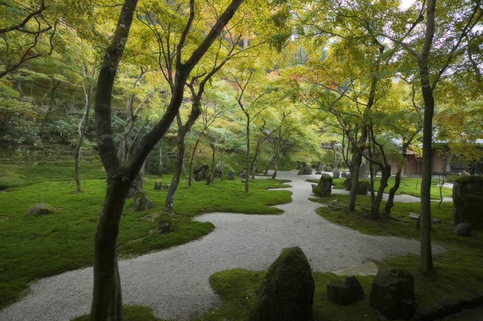 fotografia, materiale, libero il panorama, dipinga, fotografia di scorta,Un giardino di un tempio leggero che appartiene alla setta Zen, Muschio, , pietra, Foglie colorate