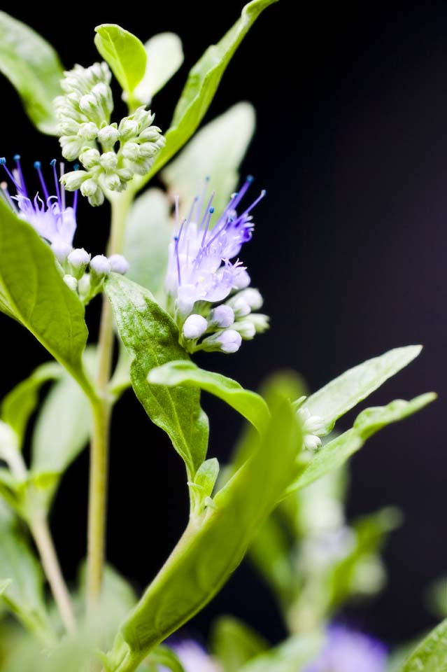 foto,tela,gratis,paisaje,fotografa,idea,Una floret de violeta azulado, Violeta azulada, Botn, Afine milla el punto, Ptalo