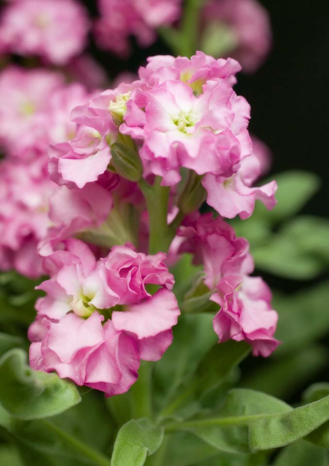 fotografia, materiale, libero il panorama, dipinga, fotografia di scorta,Un fiore colore rosa, Garofano, Violaceo rosso, fiore, 