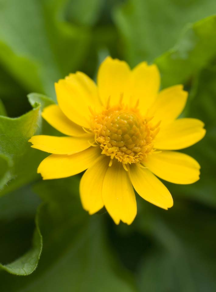 fotografia, materiale, libero il panorama, dipinga, fotografia di scorta,Un fiorellino giallo, Giallo, petalo, pistillo, 