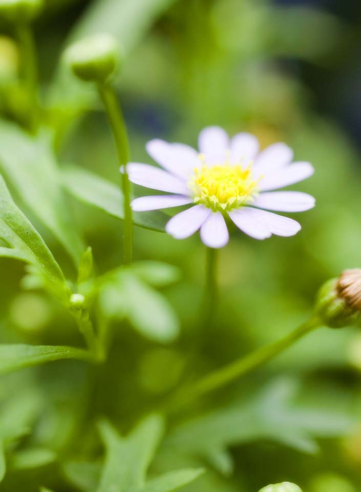 fotografia, materiale, libero il panorama, dipinga, fotografia di scorta,Una luce imporpora fiorellino, La luce imporpora, fiore, , 