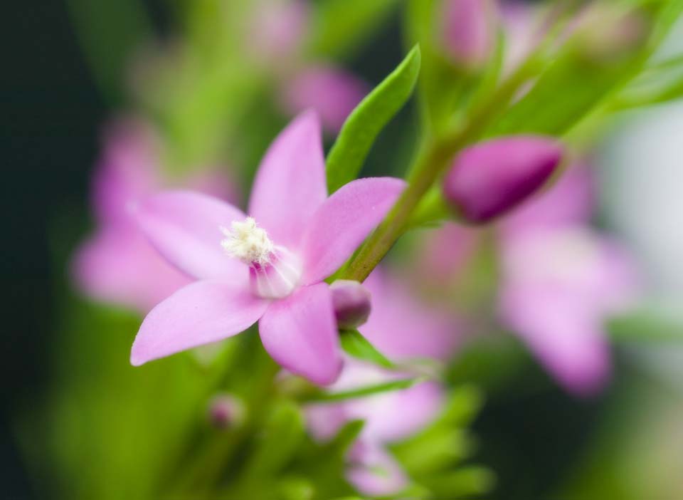 photo,material,free,landscape,picture,stock photo,Creative Commons,A pink floret, Pink, floret, , 