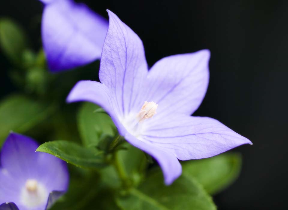 fotografia, materiale, libero il panorama, dipinga, fotografia di scorta,Una campanula, Io vengo, e  oggi, campanula, , 