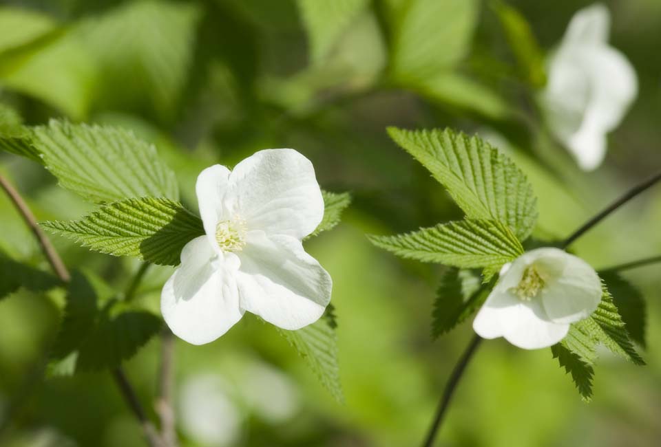 Foto, materiell, befreit, Landschaft, Bild, hat Foto auf Lager,Ein weier Blmchen, Wei, Blume, Jungtiere gehen, 