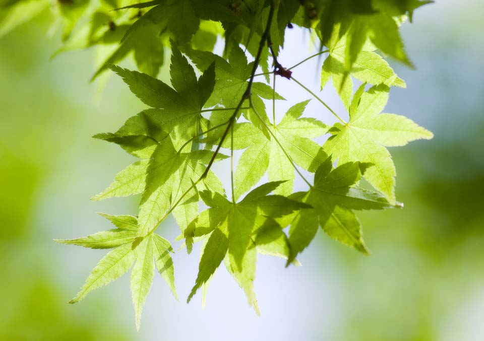 photo,material,free,landscape,picture,stock photo,Creative Commons,The fresh green, young leave, I am green, Early summer, 