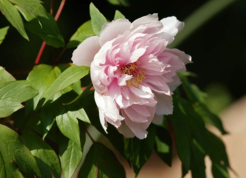 Foto, materieel, vrij, landschap, schilderstuk, bevoorraden foto,Een peony, , Botan, Pioen, 