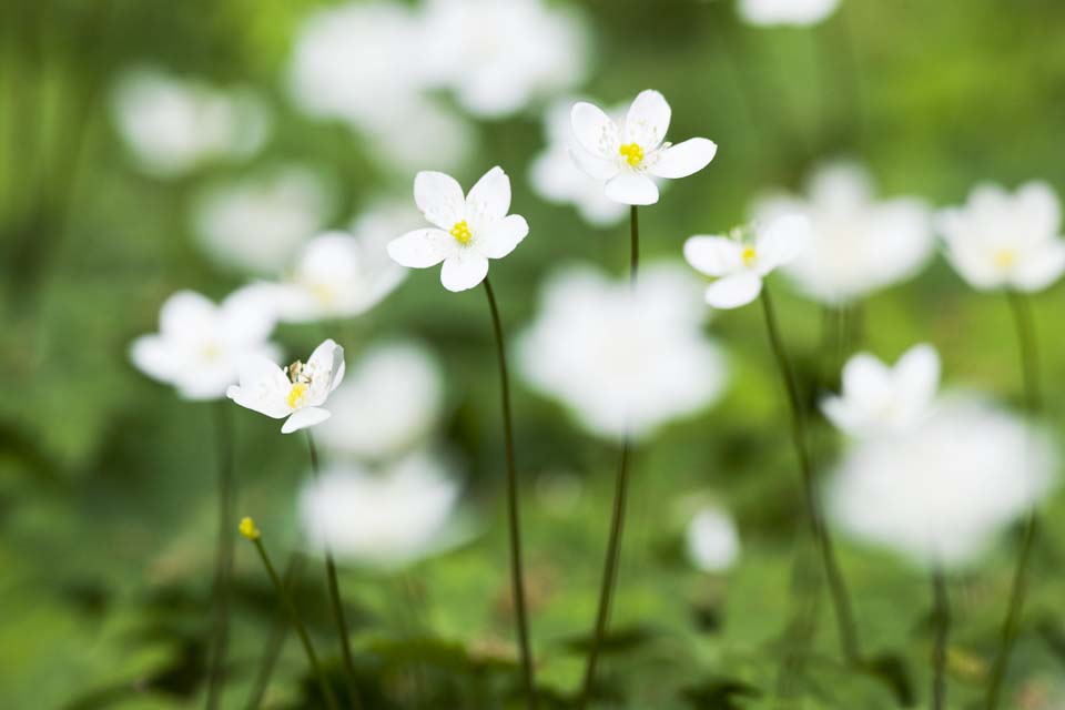 Foto, materiell, befreit, Landschaft, Bild, hat Foto auf Lager,Eine Anemone, Anemone, Ich bin hnlich, und Rin ist damit, weie Blte, 