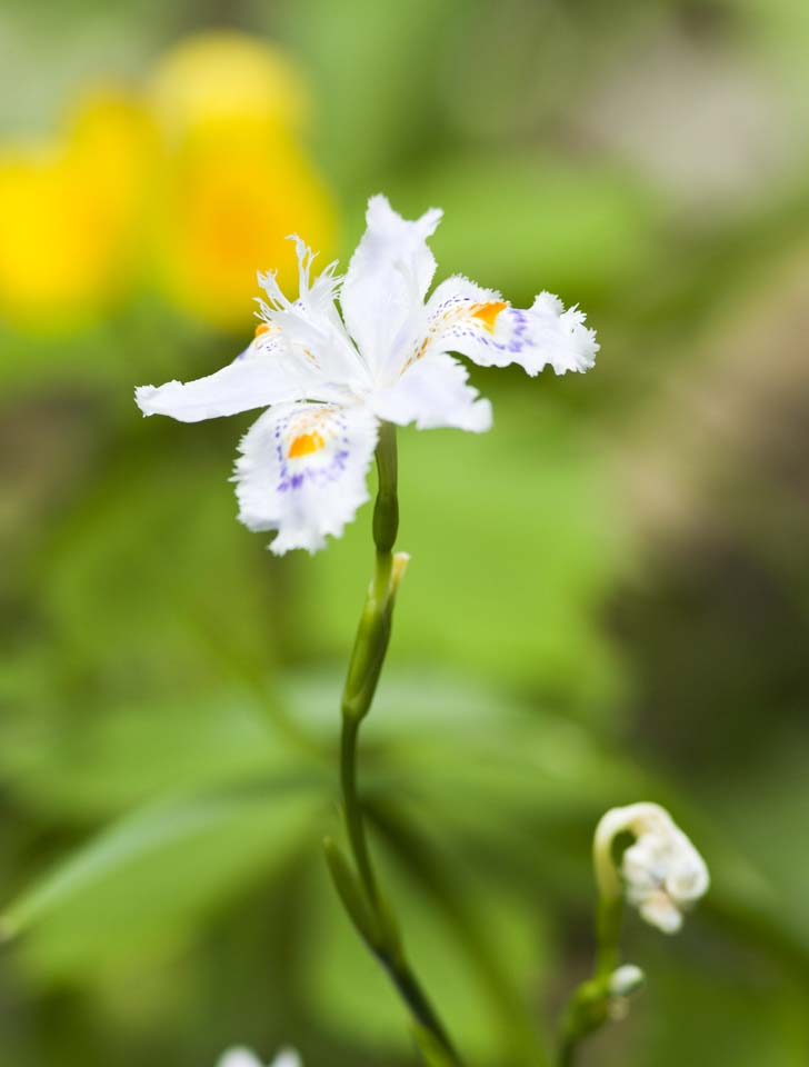 photo, la matire, libre, amnage, dcrivez, photo de la rserve,Un iris  frange, , iris  frange, , 