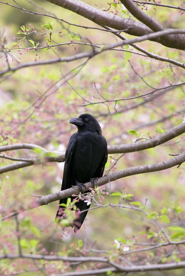 ゆんフリー写真素材集 No 29 カラス 日本 東京