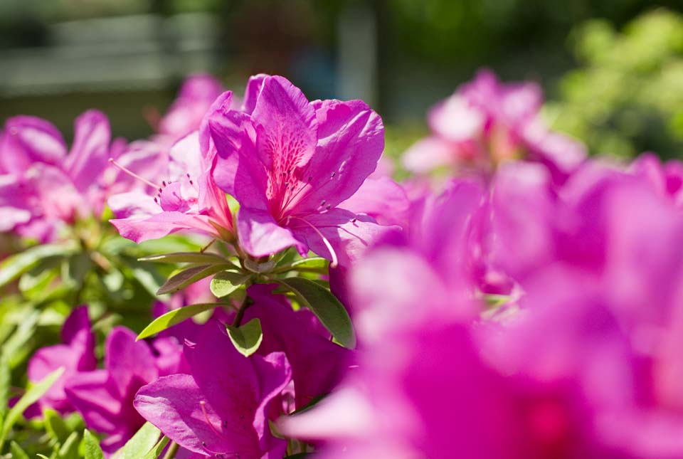 Foto, materieel, vrij, landschap, schilderstuk, bevoorraden foto,Een azalea, Azalea, , , 