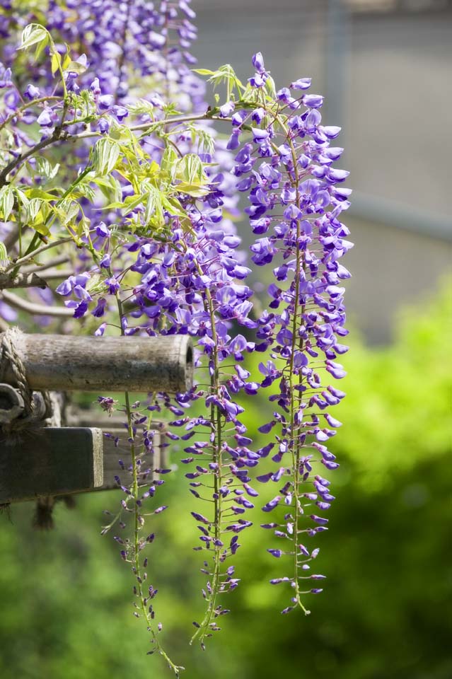 Foto, materiell, befreit, Landschaft, Bild, hat Foto auf Lager,Wisterie eines Wisteriegitters, , Japanischer Wisterie, Wisterie, Ich bin purpurrot