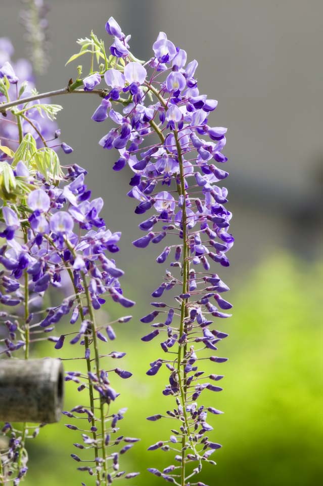 Foto, materiell, befreit, Landschaft, Bild, hat Foto auf Lager,Wisterie, , Japanischer Wisterie, Wisterie, Ich bin purpurrot