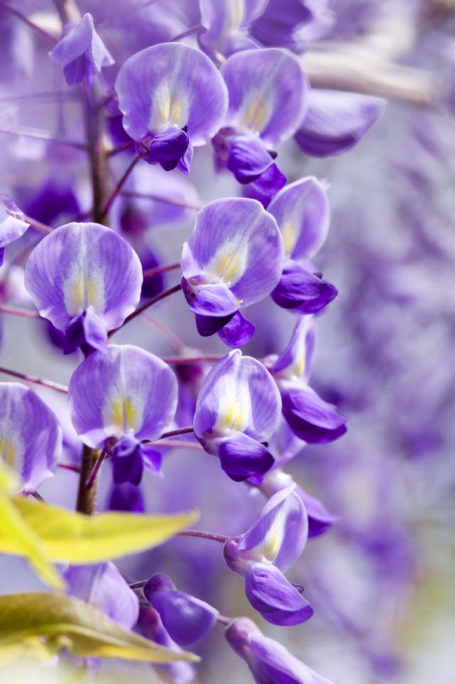 Foto, materieel, vrij, landschap, schilderstuk, bevoorraden foto,Wisteria, , Jap wistaria, Wisteria, Ik ben purper