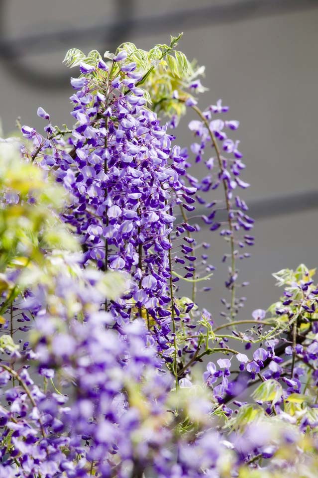 Foto, materiell, befreit, Landschaft, Bild, hat Foto auf Lager,Wisterie, , Japanischer Wisterie, Wisterie, Ich bin purpurrot