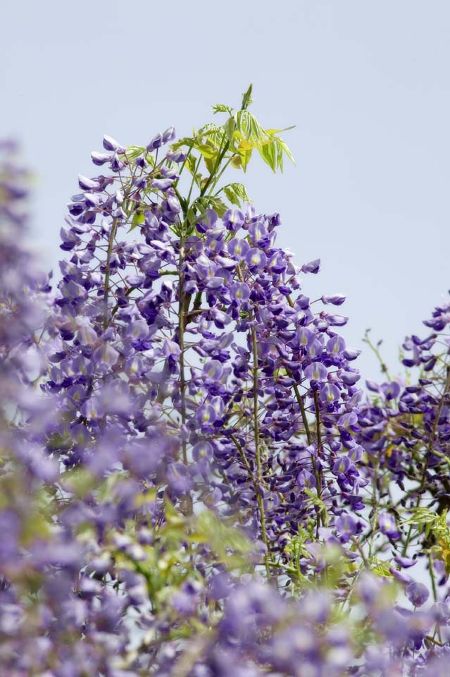 Foto, materiell, befreit, Landschaft, Bild, hat Foto auf Lager,Wisterie, , Japanischer Wisterie, Wisterie, Ich bin purpurrot