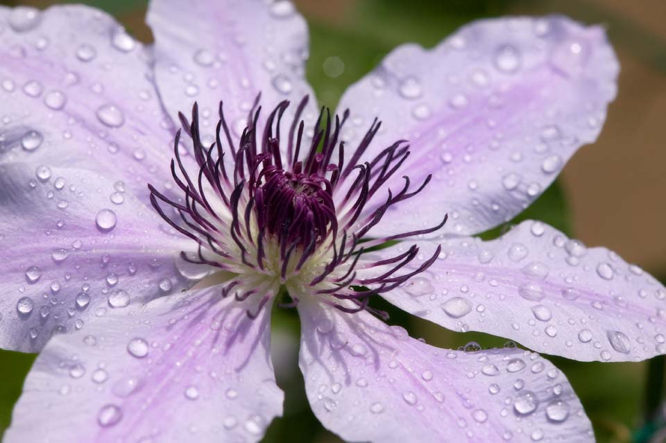 Foto, materieel, vrij, landschap, schilderstuk, bevoorraden foto,Een clematis, Bosdruif, Ijzerdraad, , 