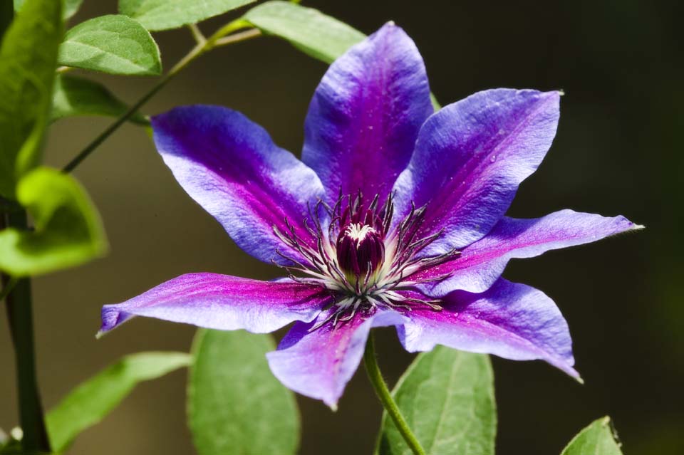 , , , , ,  .,., clematis, windmill,  , 