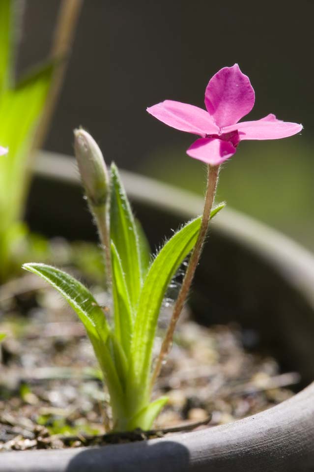 Foto, materiell, befreit, Landschaft, Bild, hat Foto auf Lager,Rhodohypoxis baurii, , roter Blmchen, , 