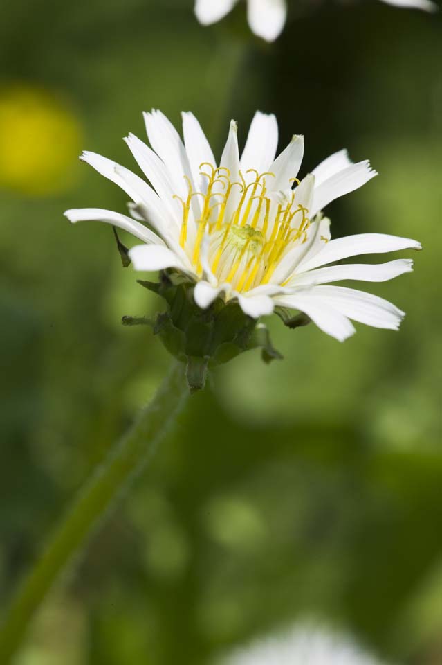 photo,material,free,landscape,picture,stock photo,Creative Commons,White Dandelion, dandelion, , , DDelaware ion