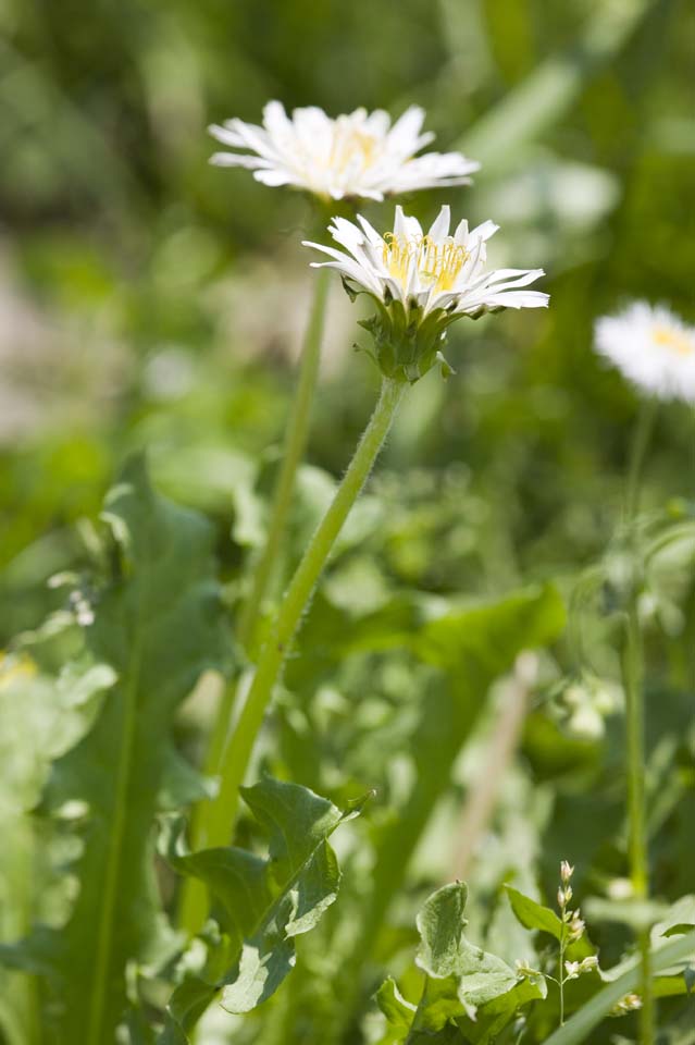 photo, la matire, libre, amnage, dcrivez, photo de la rserve,Pissenlit blanc, pissenlit, , , Ion DDelaware