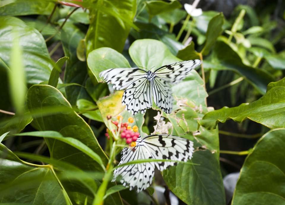 Foto, materiell, befreit, Landschaft, Bild, hat Foto auf Lager,Freien des Schmetterlinges, Schmetterling, , , 