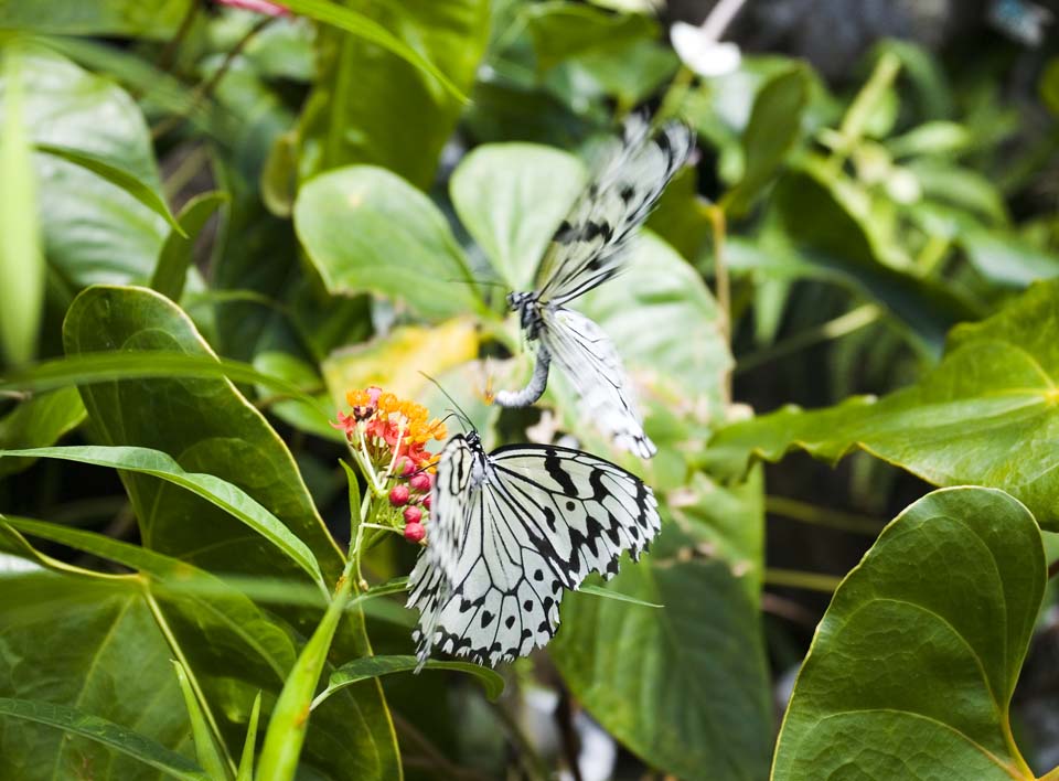 photo,material,free,landscape,picture,stock photo,Creative Commons,Courtship of butterfly, butterfly, , , 