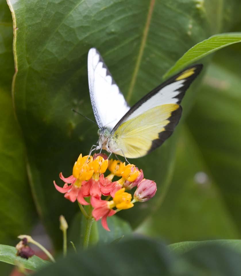 photo,material,free,landscape,picture,stock photo,Creative Commons,A meal of a butterfly, butterfly, , , 