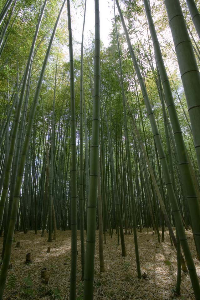 Foto, materieel, vrij, landschap, schilderstuk, bevoorraden foto,Takebayashi, Bamboo, , Dode verloven, 