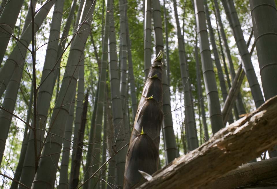 photo,material,free,landscape,picture,stock photo,Creative Commons,Spring of a bamboo shoot, kind of thick-stemmed bamboo, bamboo shoot, , 