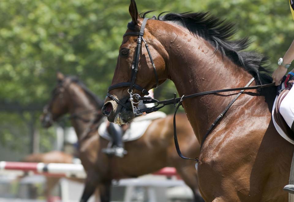 Foto, materieel, vrij, landschap, schilderstuk, bevoorraden foto,Voor het animo Mitsuru, Paard, , De manen, Gezin afkomst