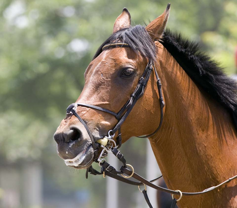 Foto, materieel, vrij, landschap, schilderstuk, bevoorraden foto,Animo van een paard, Paard, , De manen, Gezin afkomst