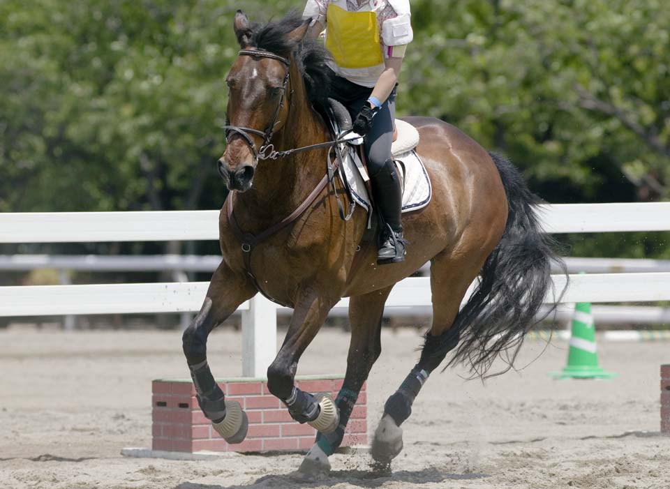 foto,tela,gratis,paisaje,fotografa,idea,Un caballo del paseo a caballo, Caballo, , La crin, Origen de familia